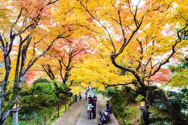 일본 정원에 있는 붉은 단풍나무 — 스톡 사진