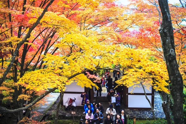 Rode esdoorn bomen in een Japanse tuin — Stockfoto