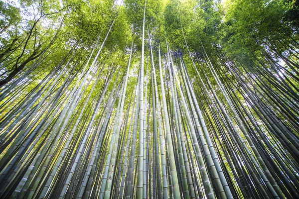 Kioto, Japón - arboleda de bambú verde en Arashiyama — Foto de Stock