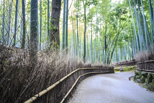 京都、日本 - 嵐山で緑のタケ果樹園 — ストック写真