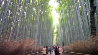 arashiyama yeşil bambu grove