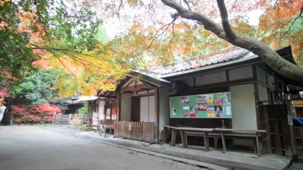 Rode Japans maple herfst val, momiji boom in kyoto japan — Stockvideo