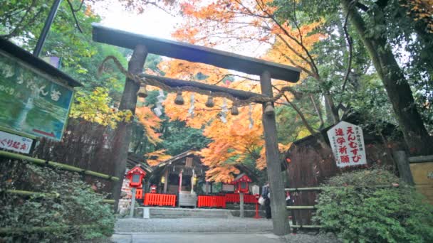 Roter japanischer Ahorn Herbst Herbst, Momiji-Baum in Kyoto Japan — Stockvideo