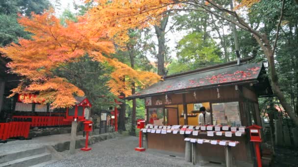 Röd Japansk lönn hösten hösten, momiji träd i kyoto japan — Stockvideo