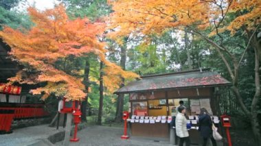 Kırmızı Japon akçaağaç sonbahar sonbahar momiji ağaç kyoto, Japonya