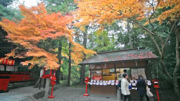 Κόκκινο ιαπωνικός σφένδαμνος φθινόπωρο φθινόπωρο, δέντρο του momiji στο Κιότο της Ιαπωνίας — Αρχείο Βίντεο