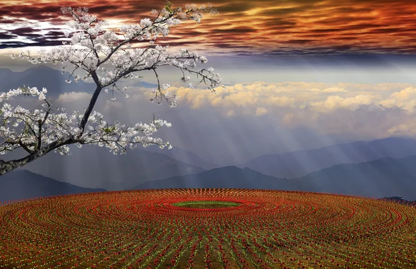 Campo de flores ao pôr do sol — Fotografia de Stock