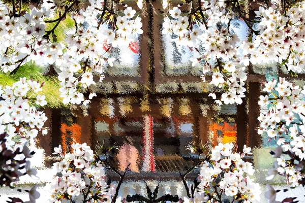 Hermosa temporada de sakura, Japón — Foto de Stock