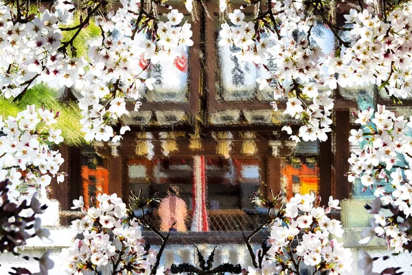 Mooie sakura seizoen, Japan — Stockfoto