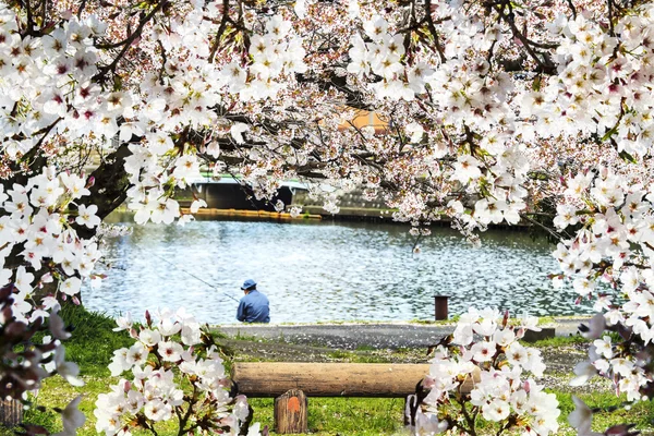 Época de sakura bonita, Japão — Fotografia de Stock