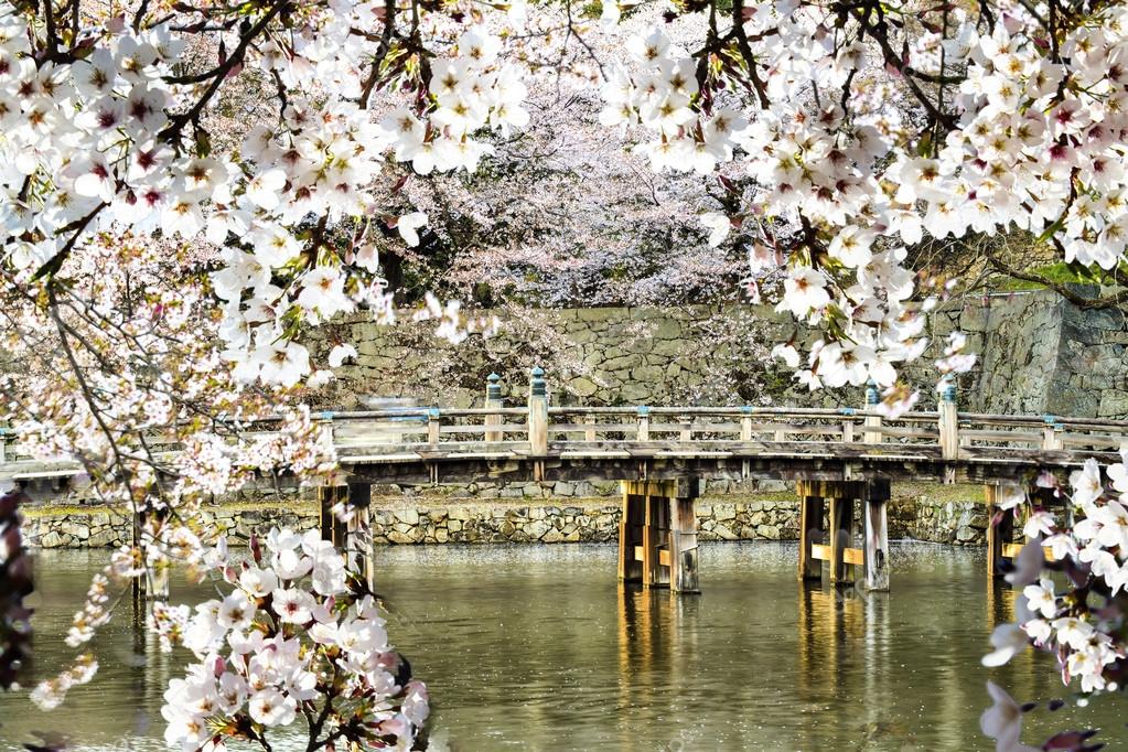 Beautiful sakura season, Japan