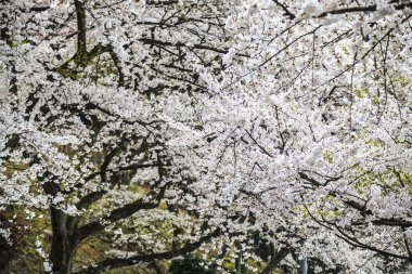 Sakura Sezon, Kyoto, Japonya