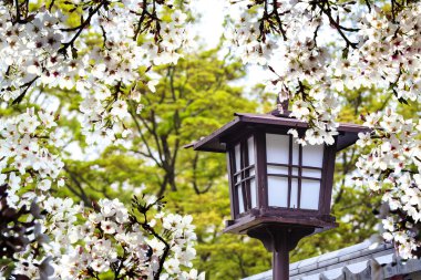 Sakura Sezon, Kyoto, Japonya
