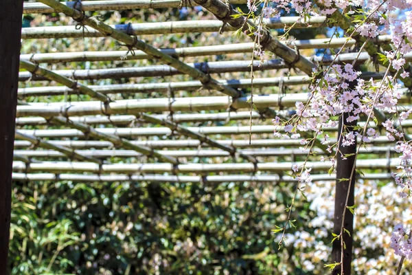 桜の季節、京都、日本 — ストック写真