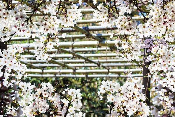 Sakura season, Kyoto, Japan — Stock Photo, Image