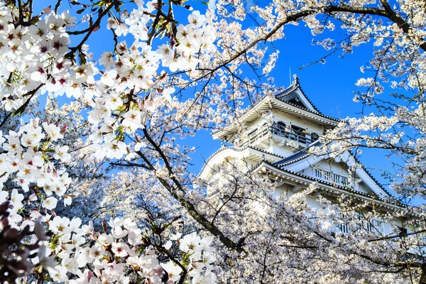 Stagione Sakura, Kyoto, Giappone — Foto Stock