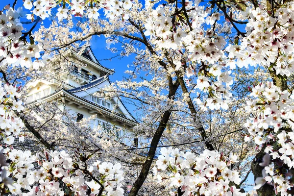 Stagione Sakura, Kyoto, Giappone — Foto Stock