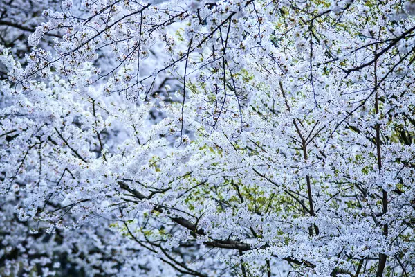 Temporada Sakura, Kioto, Japón —  Fotos de Stock