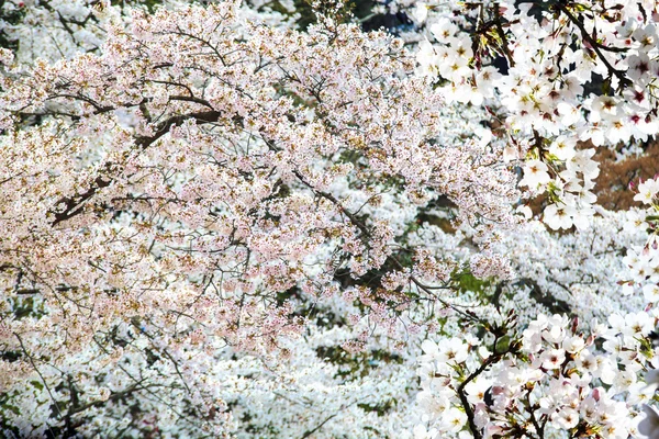 Sakura saison, kyoto, japan — Stockfoto