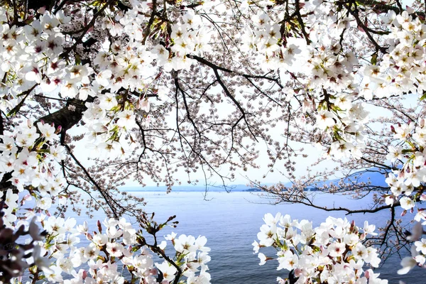Sakura season, Kyoto, Japan — Stock Photo, Image