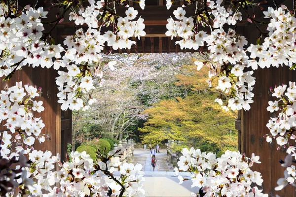 Sakura season, Kyoto, Japan — Stock Photo, Image