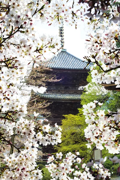 Sakura sezóny, Kyoto, Japonsko — Stock fotografie