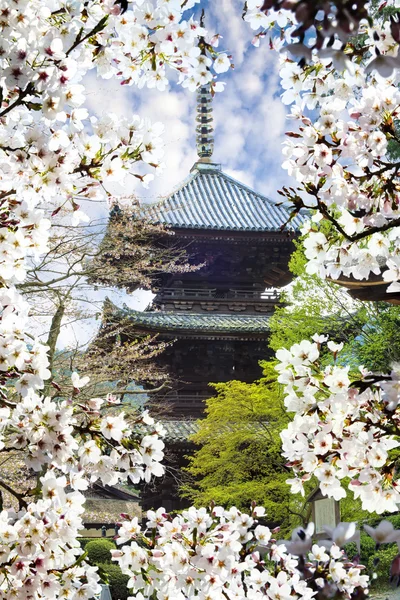 Sezonie Sakura, Kyoto, Japonia — Zdjęcie stockowe