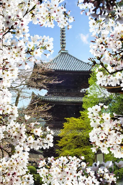 벚꽃 시즌, 교토, 일본 — 스톡 사진