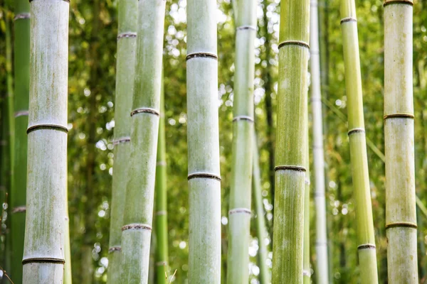 Bambusový háj v Arashiyama — Stock fotografie
