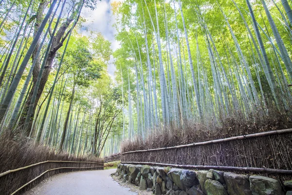 Den bambu Grove i Arashiyama — Stockfoto