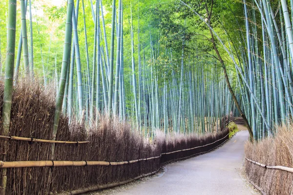 Arashiyama bambu koruda — Stok fotoğraf