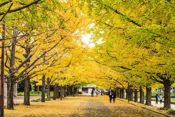 Ginkgo langs de lengte van de straat — Stockfoto