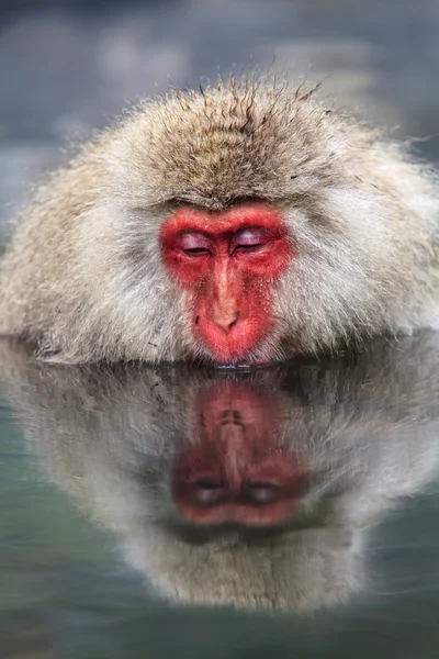 猴子是放松 — 图库照片