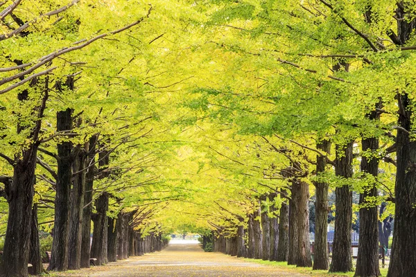 Schöner Ginkgo entlang der Länge der Straße — Stockfoto