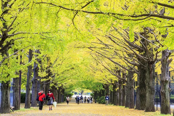 通りの長さに沿って美しいイチョウ — ストック写真