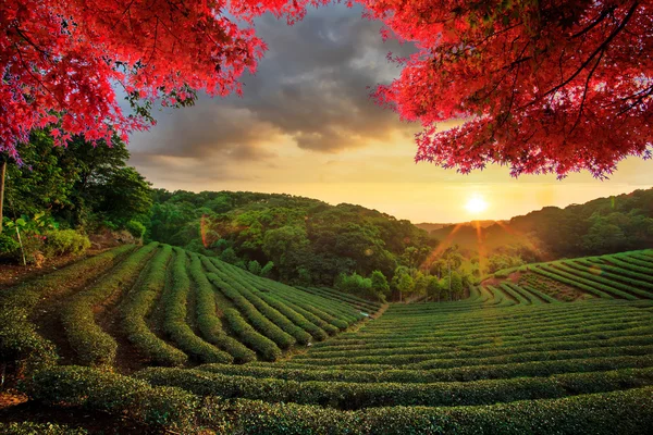 Bild av vackra landskap, Taiwan — Stockfoto