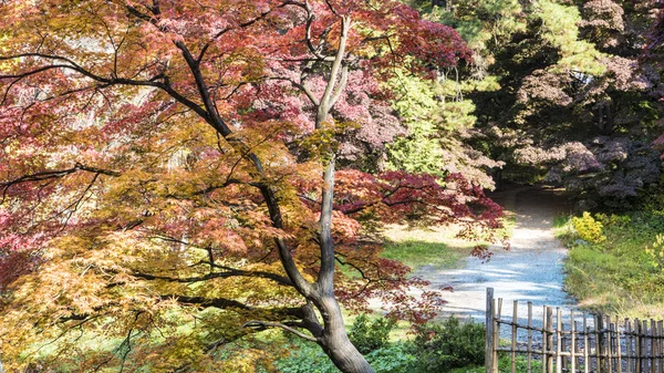 Hirosaki kale akçaağaç yakın çekim — Stok fotoğraf