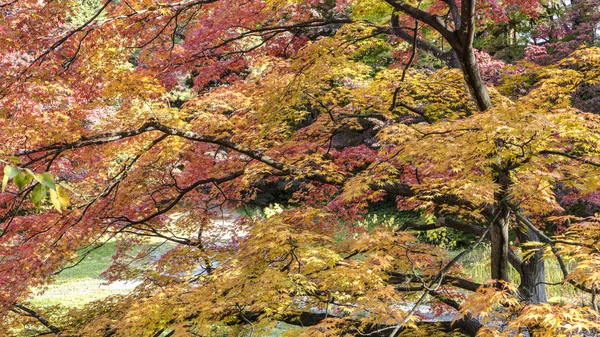 Close up in Hirosaki Castle maple — Stock Photo, Image