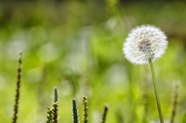 Uzak bir fr üfleme sabah ışığında karahindiba tohumları