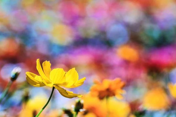 Blumen bei Sonnenaufgang — Stockfoto