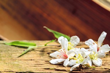 Tayvan çiçek ahşap çiçeği siyah beyaz sarı kırmızı açık