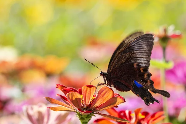 Vlinder op een bloem — Stockfoto