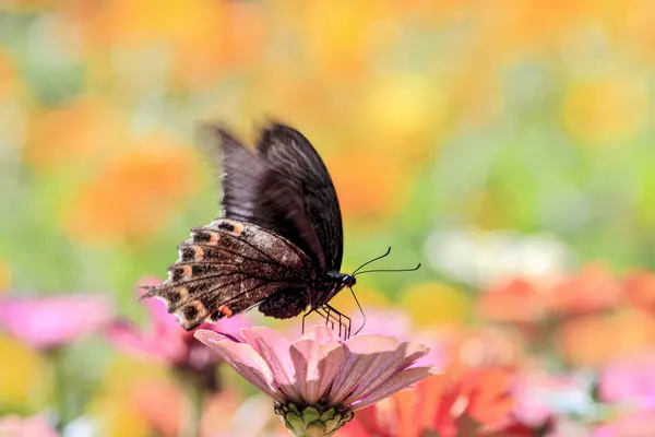 Papillon sur une fleur — Photo