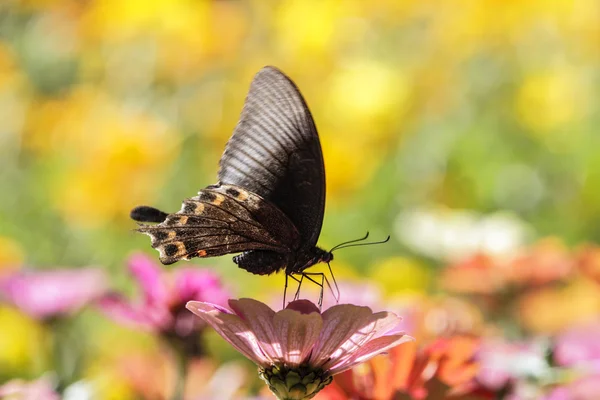 Schmetterling auf einer Blume — Stockfoto