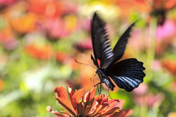 Mariposa en una flor —  Fotos de Stock