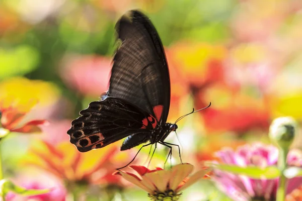 Vlinder op een bloem — Stockfoto