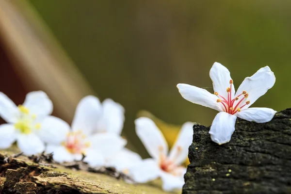 Taiwan Blume weiße Holzblüte schwarz gelb outdoor rot — Stockfoto