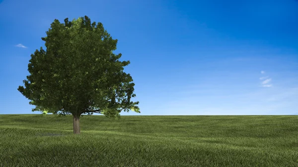 Pôr do sol brilhante sobre o campo verde — Fotografia de Stock