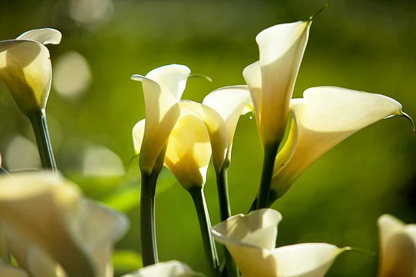 Weiße Calla-Lilien — Stockfoto