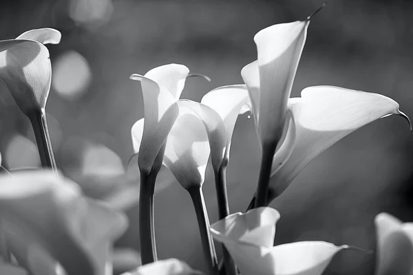 Białe lilie calla — Zdjęcie stockowe